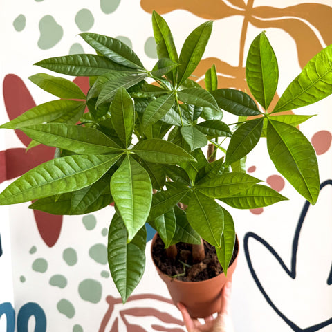 money tree plant uk Pachira aquatica