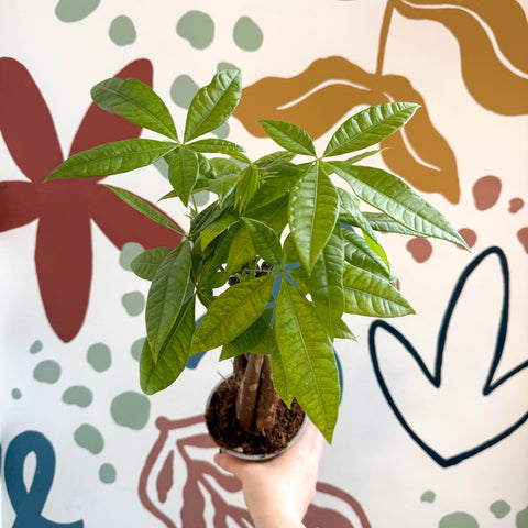 money tree sprouts Pachira aquatica