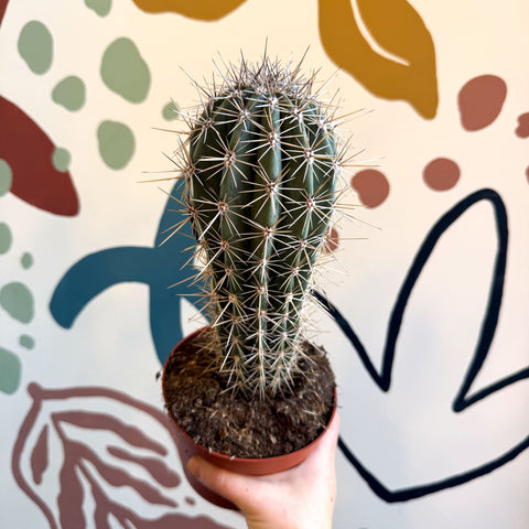 Pachycereus pringlei – Mexican Giant Cardón - Sprouts of Bristol