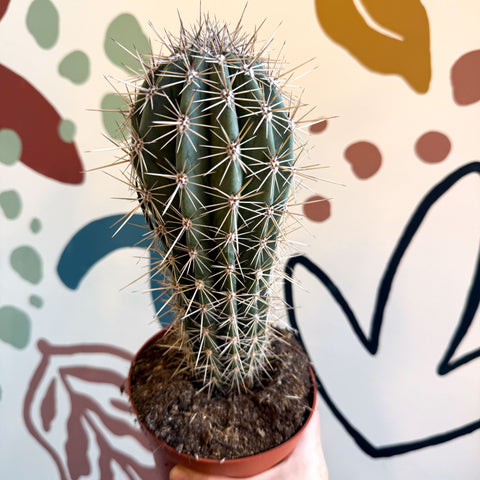 Pachycereus pringlei – Mexican Giant Cardón - Sprouts of Bristol