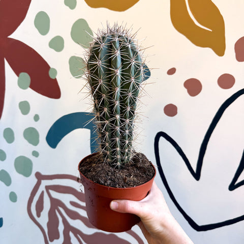 Pachycereus pringlei – Mexican Giant Cardón - Sprouts of Bristol