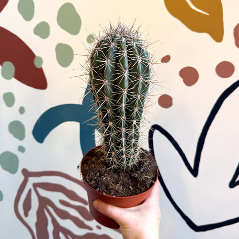 Pachycereus pringlei – Mexican Giant Cardón - Sprouts of Bristol