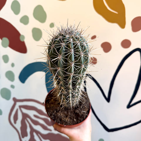 Pachycereus pringlei – Mexican Giant Cardón - Sprouts of Bristol