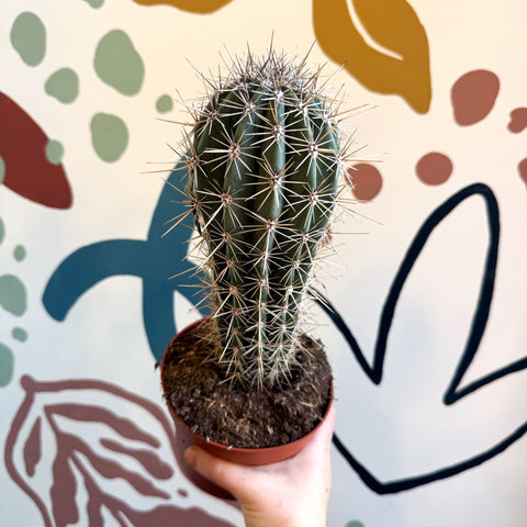 Pachycereus pringlei – Mexican Giant Cardón - Sprouts of Bristol