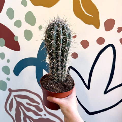 Pachycereus pringlei – Mexican Giant Cardón - Sprouts of Bristol