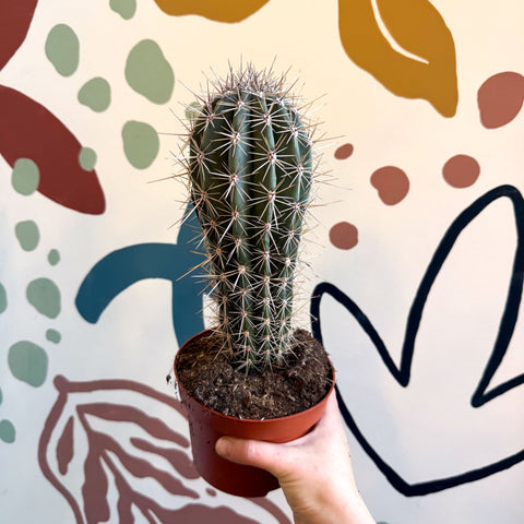 Pachycereus pringlei – Mexican Giant Cardón - Sprouts of Bristol