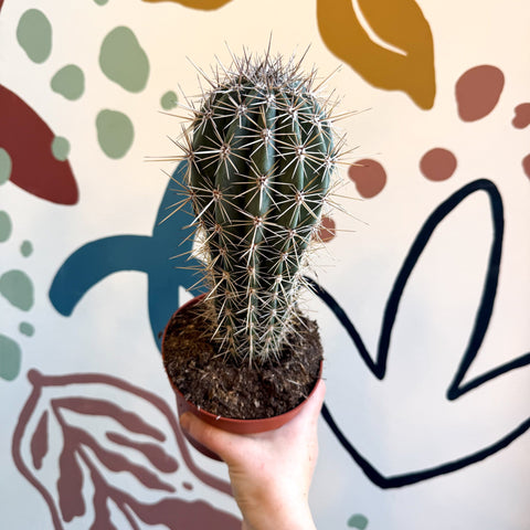 Pachycereus pringlei – Mexican Giant Cardón - Sprouts of Bristol