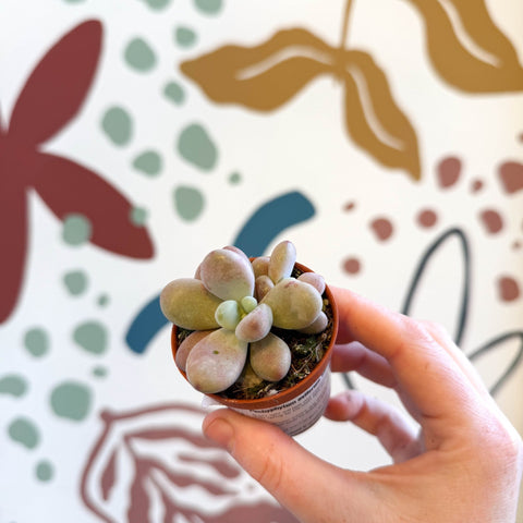 moonstone succulent Pachyphytum oviferum 'Momobijin'