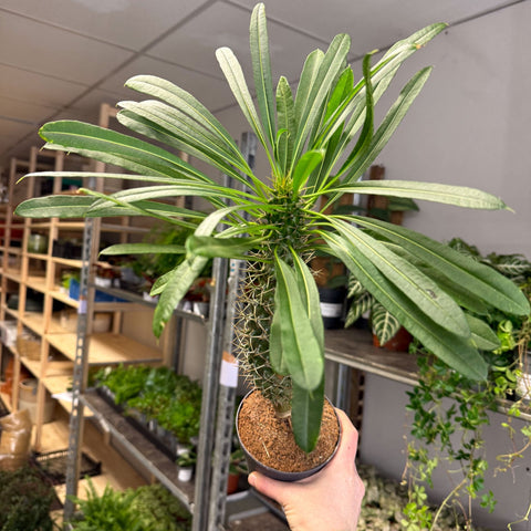 Pachypodium lamerei - Madagascar Palm - Sprouts of Bristol