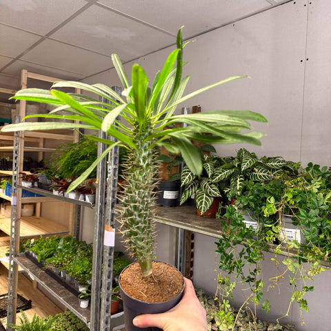 Pachypodium lamerei - Madagascar Palm - Sprouts of Bristol