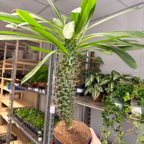 Pachypodium lamerei - Madagascar Palm - Sprouts of Bristol