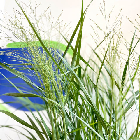 Panicum virgatum 'Prairie Sky' - Switch Grass - Sprouts of Bristol