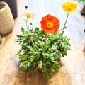 Papaver nudicaule 'Gartenzwerg' - Icelandic Poppy (mixed colours) - Sprouts of Bristol