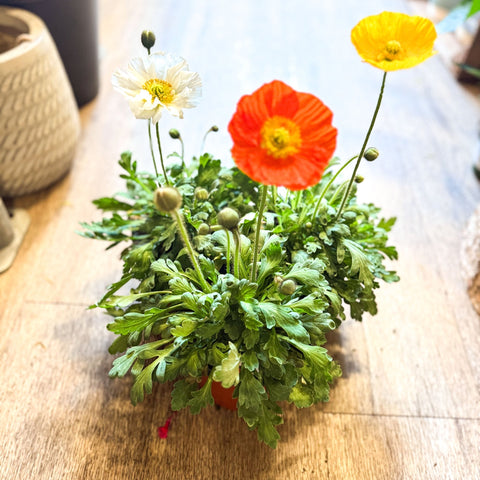 Papaver nudicaule 'Gartenzwerg' - Icelandic Poppy (mixed colours) - Sprouts of Bristol