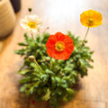 Papaver nudicaule 'Gartenzwerg' - Icelandic Poppy (mixed colours) - Sprouts of Bristol