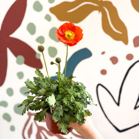 Papaver nudicaule 'Gartenzwerg' - Icelandic Poppy (mixed colours) - Sprouts of Bristol