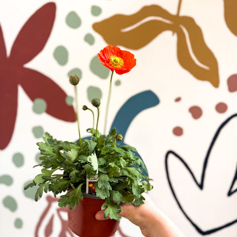 Papaver nudicaule 'Gartenzwerg' - Icelandic Poppy (mixed colours) - Sprouts of Bristol