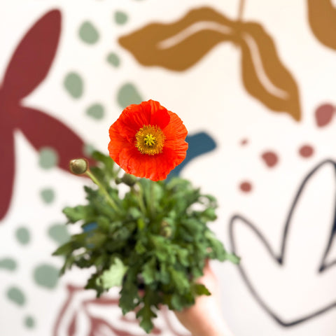 Papaver nudicaule 'Gartenzwerg' - Icelandic Poppy (mixed colours) - Sprouts of Bristol