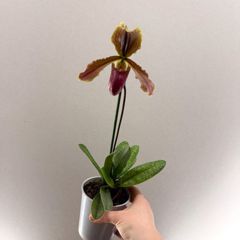 Paphiopedilum (Maudiae - type hybrid) – Green & Purple Slipper Orchid - Sprouts of Bristol