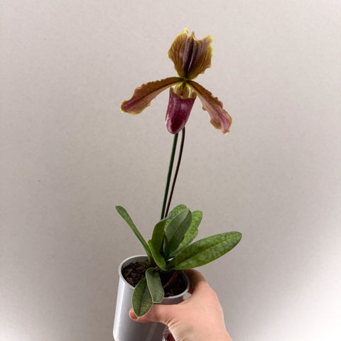 Paphiopedilum (Maudiae - type hybrid) – Green & Purple Slipper Orchid - Sprouts of Bristol