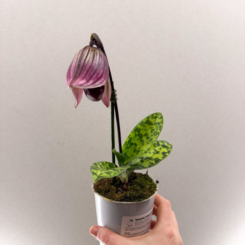 Paphiopedilum (Maudiae - type hybrid) – Purple Slipper Orchid - Sprouts of Bristol