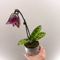 Paphiopedilum (Maudiae - type hybrid) – Purple Slipper Orchid - Sprouts of Bristol