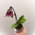 Paphiopedilum (Maudiae - type hybrid) – Purple Slipper Orchid - Sprouts of Bristol