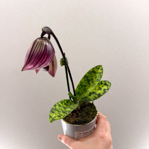 Paphiopedilum (Maudiae - type hybrid) – Purple Slipper Orchid - Sprouts of Bristol