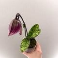 Paphiopedilum (Maudiae - type hybrid) – Purple Slipper Orchid - Sprouts of Bristol