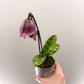 Paphiopedilum (Maudiae - type hybrid) – Purple Slipper Orchid - Sprouts of Bristol