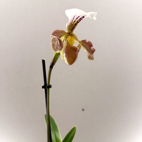 Paphiopedilum spp. – Mauve Slipper Orchid - Sprouts of Bristol