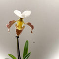 Paphiopedilum spp. – Mauve Slipper Orchid - Sprouts of Bristol