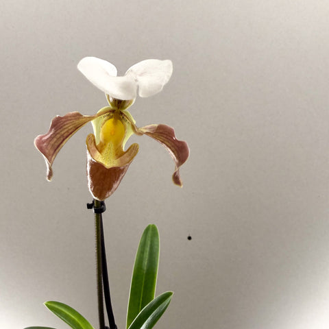 Paphiopedilum spp. – Mauve Slipper Orchid - Sprouts of Bristol