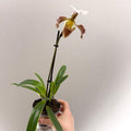 Paphiopedilum spp. – Mauve Slipper Orchid - Sprouts of Bristol