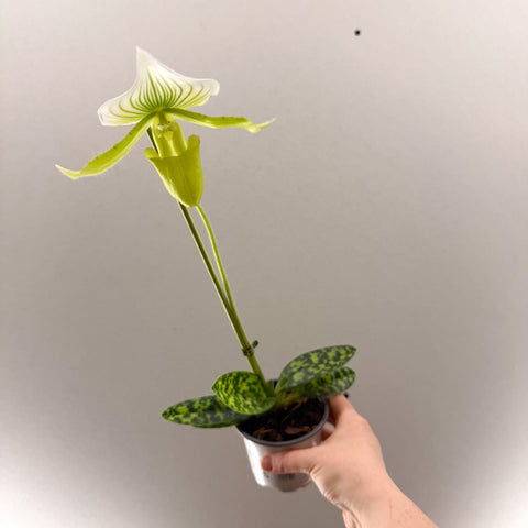 Paphiopedilum x Maudiae ‘Femme’ – Lady’s Slipper Orchid - Sprouts of Bristol