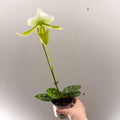 Paphiopedilum x Maudiae ‘Femme’ – Lady’s Slipper Orchid - Sprouts of Bristol