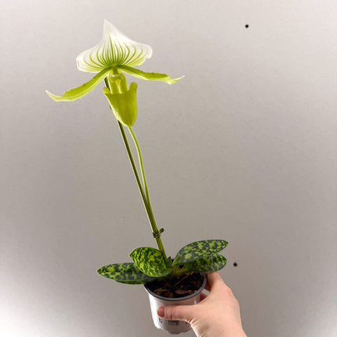 Paphiopedilum x Maudiae ‘Femme’ – Lady’s Slipper Orchid - Sprouts of Bristol