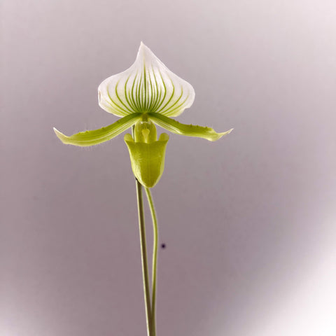 Paphiopedilum x Maudiae ‘Femme’ – Lady’s Slipper Orchid - Sprouts of Bristol