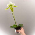 Paphiopedilum x Maudiae ‘Femme’ – Lady’s Slipper Orchid - Sprouts of Bristol