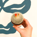 Parodia haselbergii – Scarlet Ball Cactus - Sprouts of Bristol