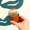 Parodia haselbergii – Scarlet Ball Cactus - Sprouts of Bristol