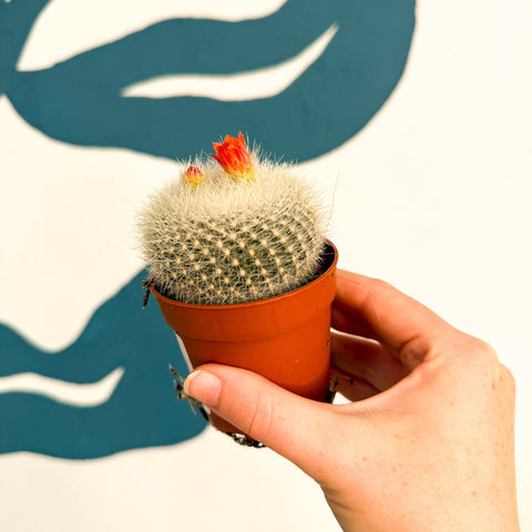Parodia haselbergii – Scarlet Ball Cactus - Sprouts of Bristol