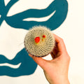 Parodia haselbergii – Scarlet Ball Cactus - Sprouts of Bristol