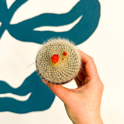 Parodia haselbergii – Scarlet Ball Cactus - Sprouts of Bristol