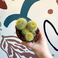 Parodia leninghausii - Golden Ball Cactus - Sprouts of Bristol