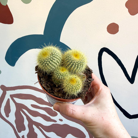 Parodia leninghausii - Golden Ball Cactus - Sprouts of Bristol