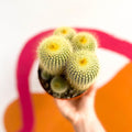 Parodia leninghausii - Golden Ball Cactus - Sprouts of Bristol