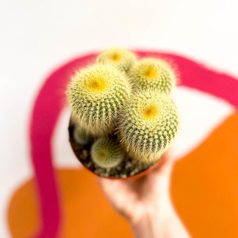 Parodia leninghausii - Golden Ball Cactus - Sprouts of Bristol