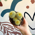 Parodia leninghausii - Golden Ball Cactus - Sprouts of Bristol