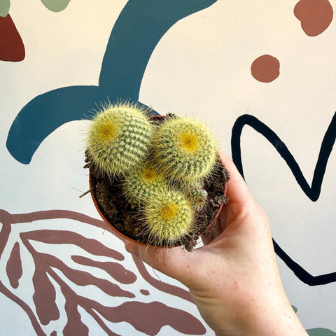 Parodia leninghausii - Golden Ball Cactus - Sprouts of Bristol